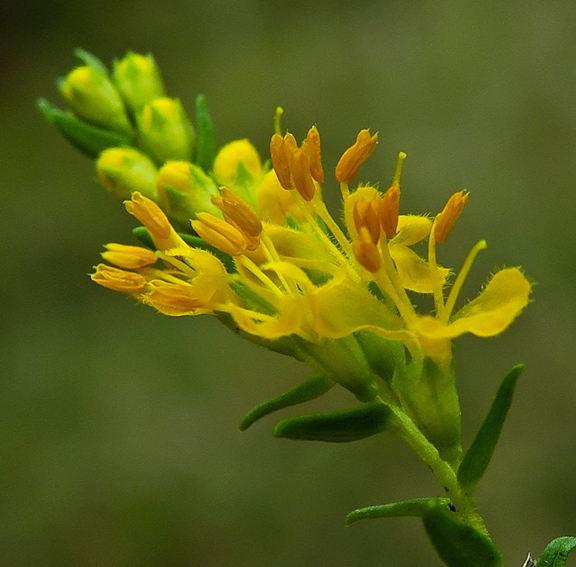 Odontites3