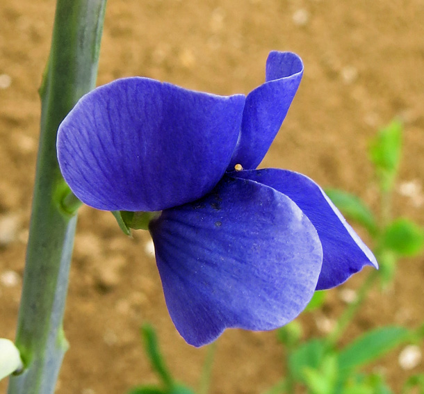 Baptisia4