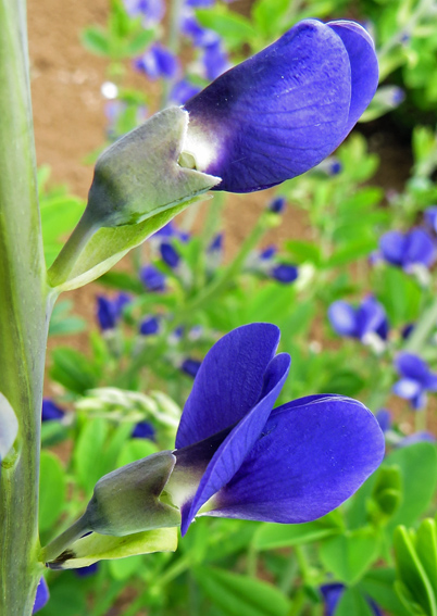 Baptisia3