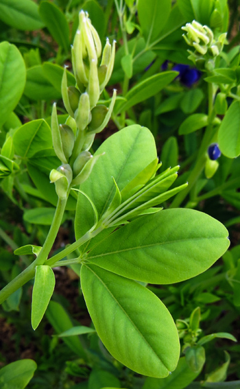 Baptisia2