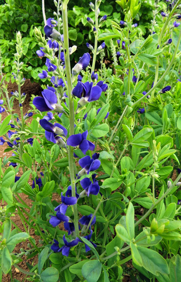 Baptisia1