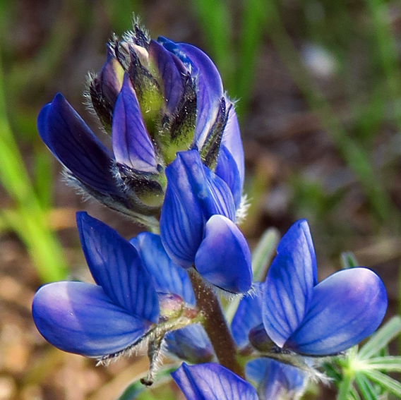 Lupinus8