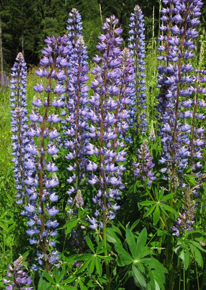 Lupinus1