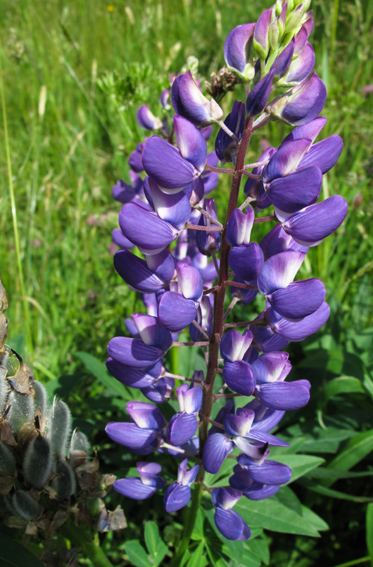 Lupinus2