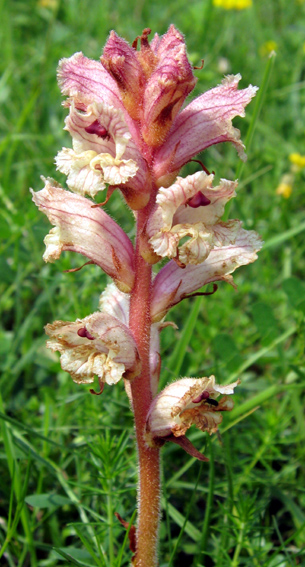 Orobanche2