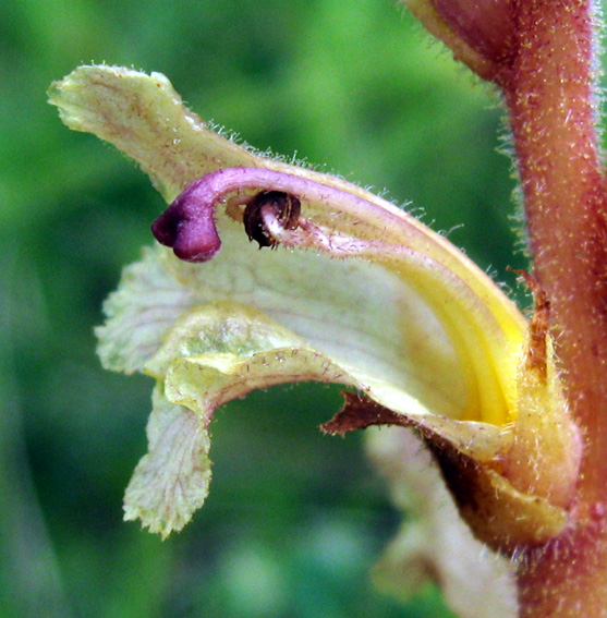 Orobanche5