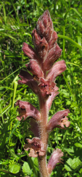 Orobanche8c