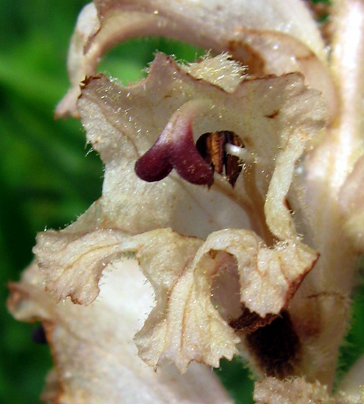 Orobanche8