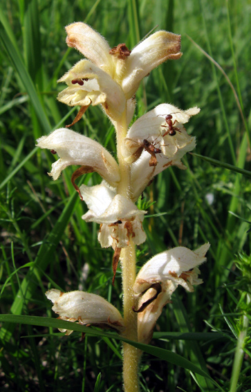 Orobanche6