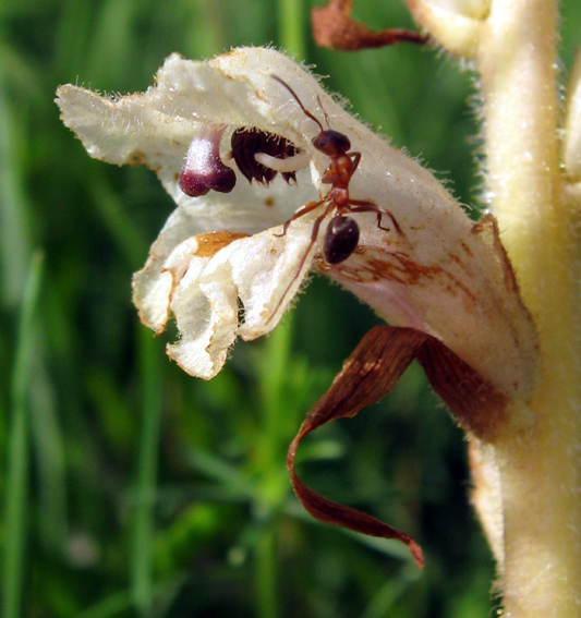 Orobanche7