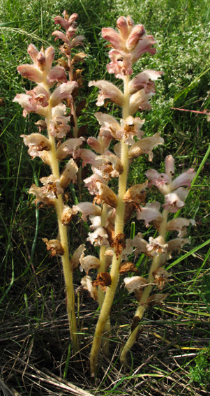 Orobanche8f