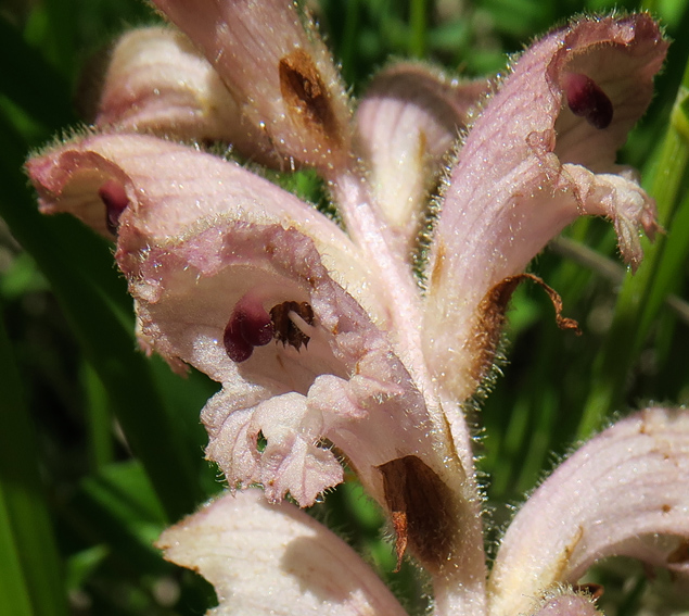 Orobanche8g