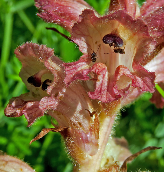 Orobanche8a