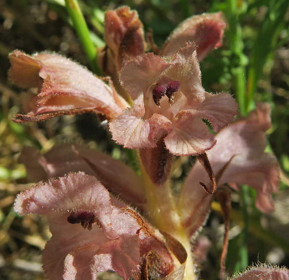 Orobanche8h