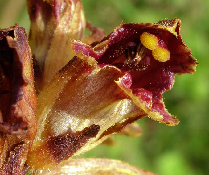 Orobanche27