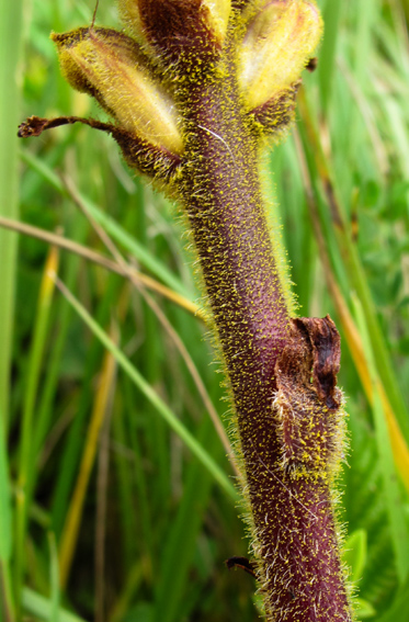 Orobanche25