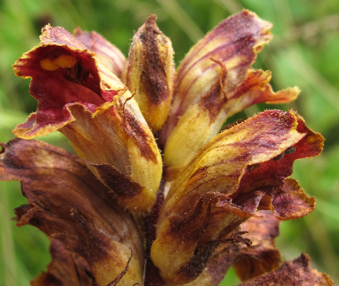 Orobanche26