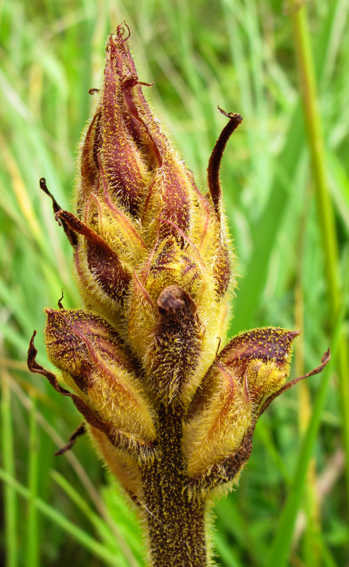 Orobanche23