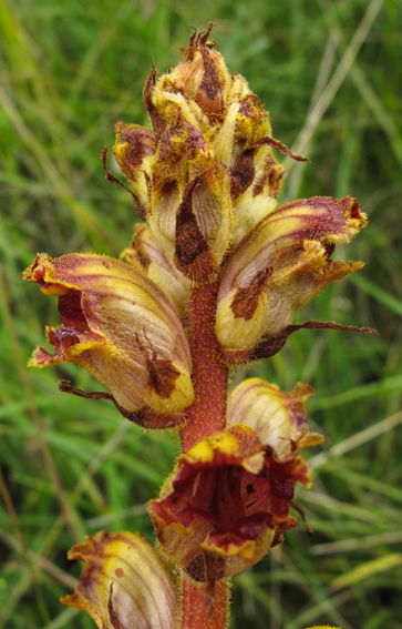 Orobanche24