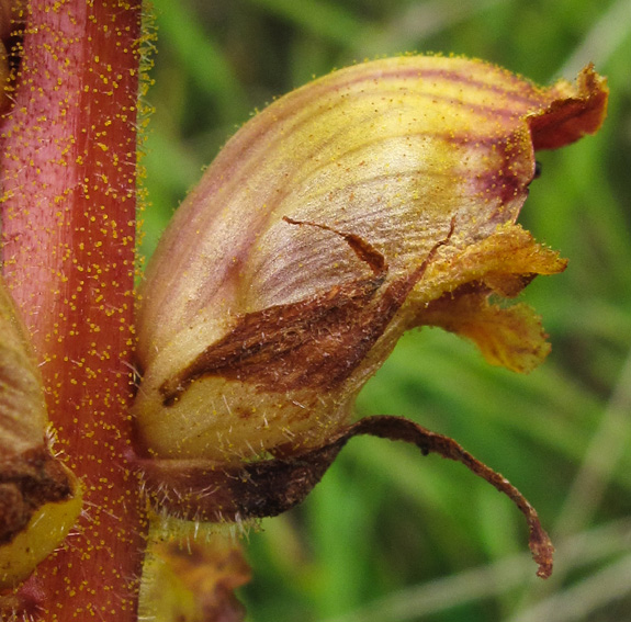 Orobanche29