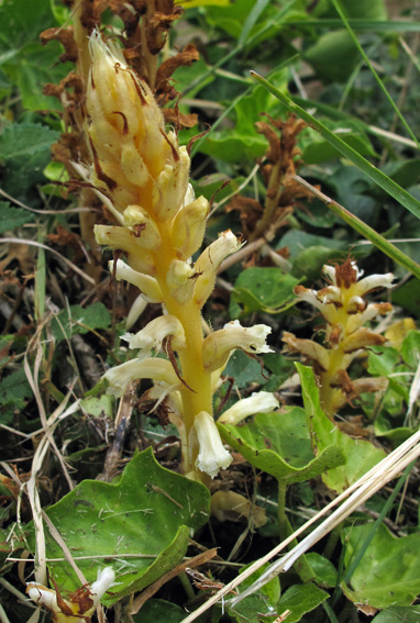 Orobanche22a