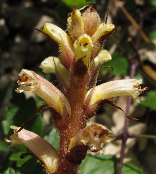 Orobanche21