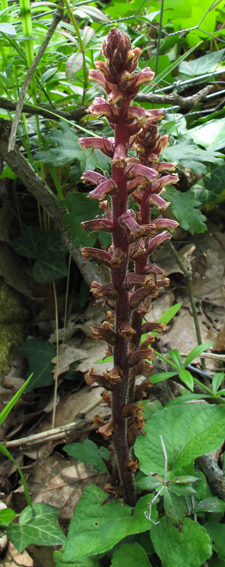 Orobanche18