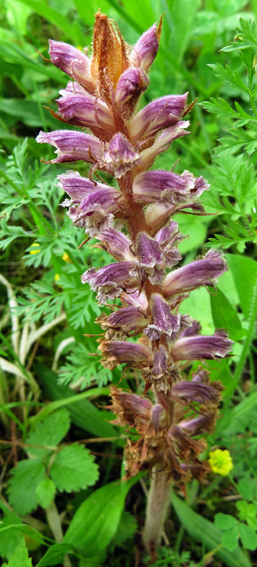 Orobanche 13b