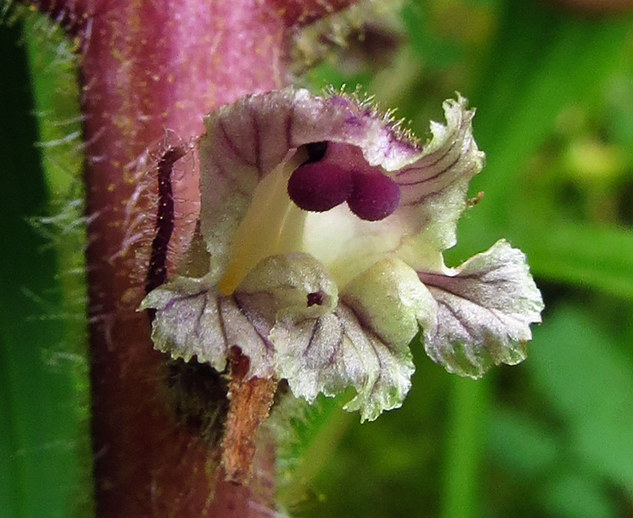 Orobanche13e