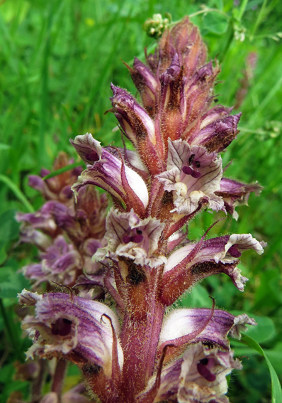 Orobanche13c