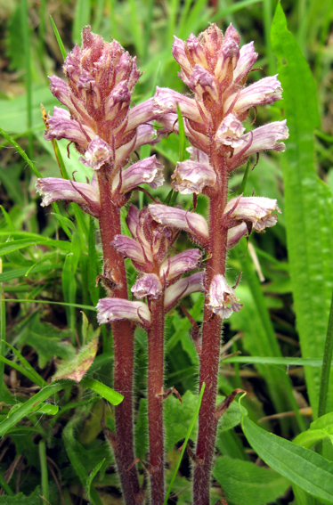 Orobanche13