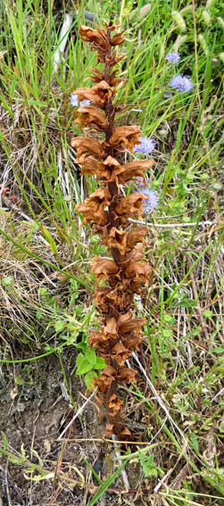 Orobanche30