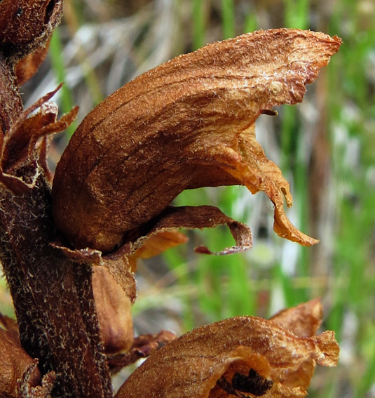 Orobanche32