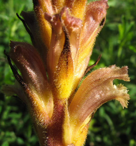 Orobanche15