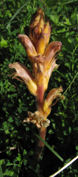 Orobanche14