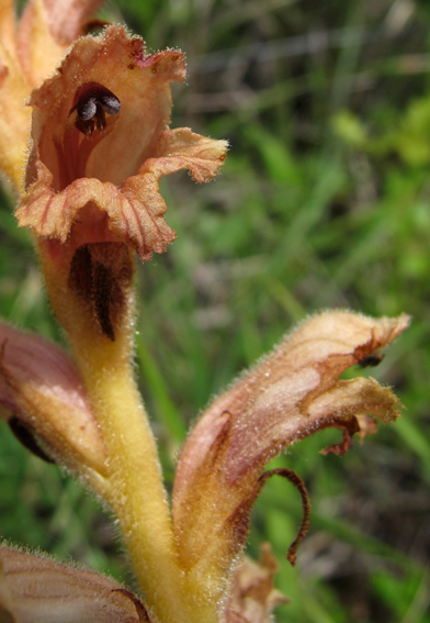 Orobanche9c