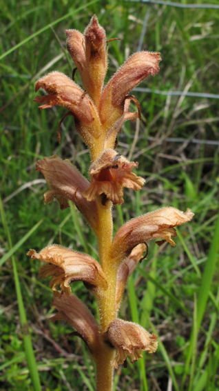 Orobanche9b