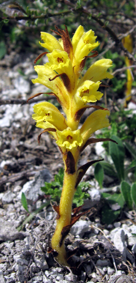 Orobanche9