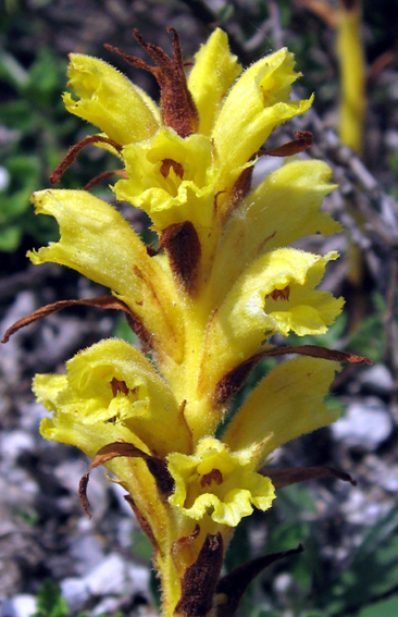 Orobanche11