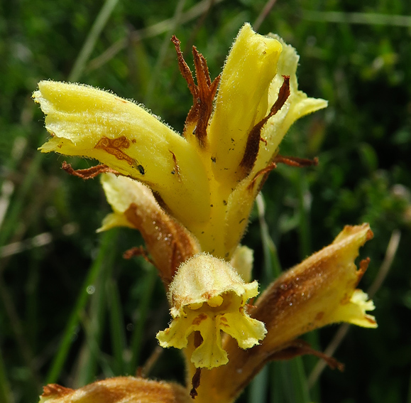 Orobanche12