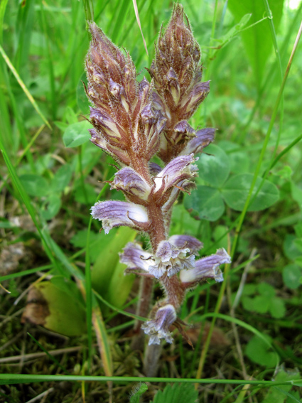 Orobanche13a