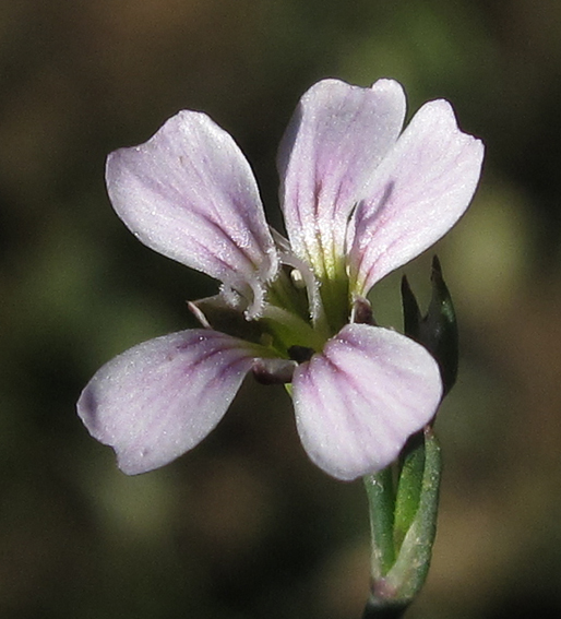 Gypsophila6