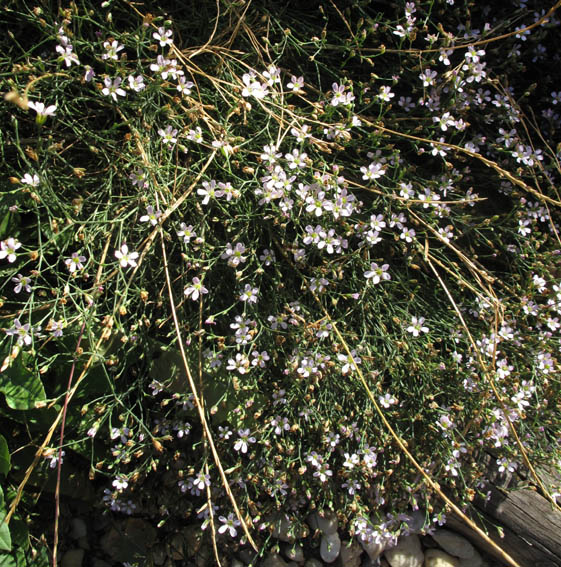 Gypsophila1