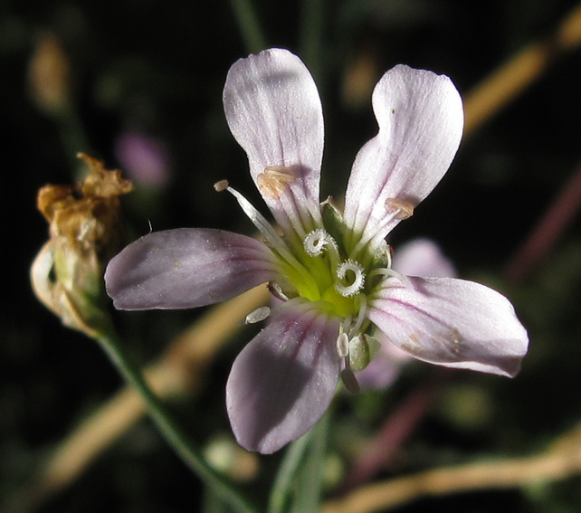 Gypsophila5