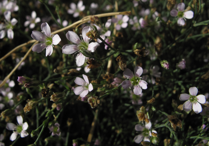 Gypsophila2