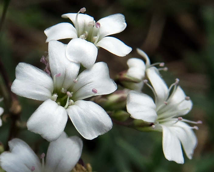 Gypsophila8