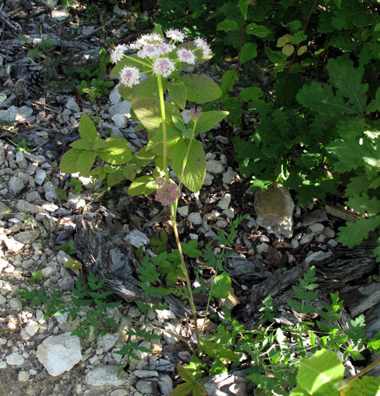 Peucedanum1