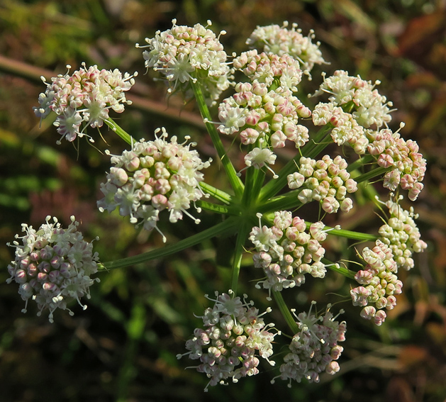 Peucedanum3