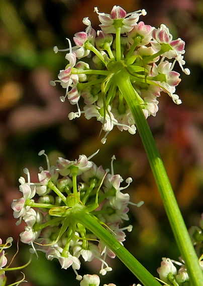 Peucedanum4a