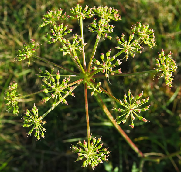 Peucedanum5